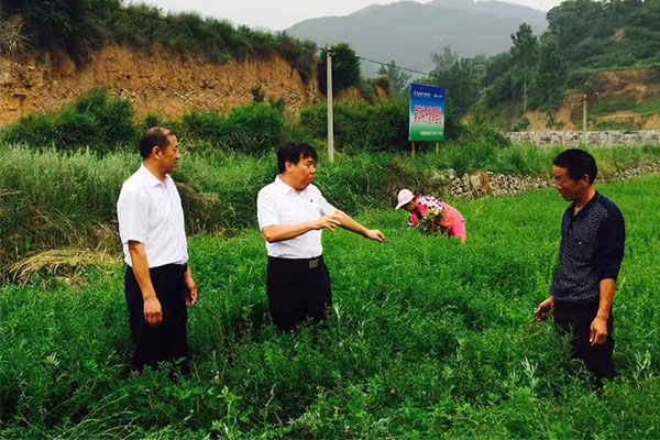 李安平（中）和农民探讨中药材莳植