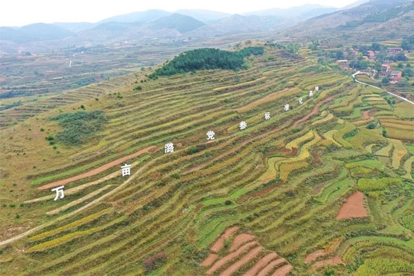 大奖国际中药材莳植基地