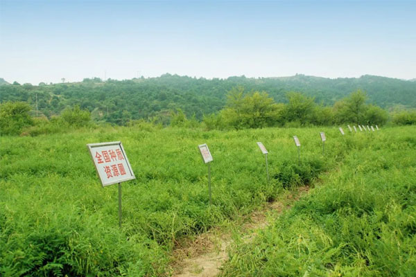 大奖国际中药材莳植(抚育) 基地